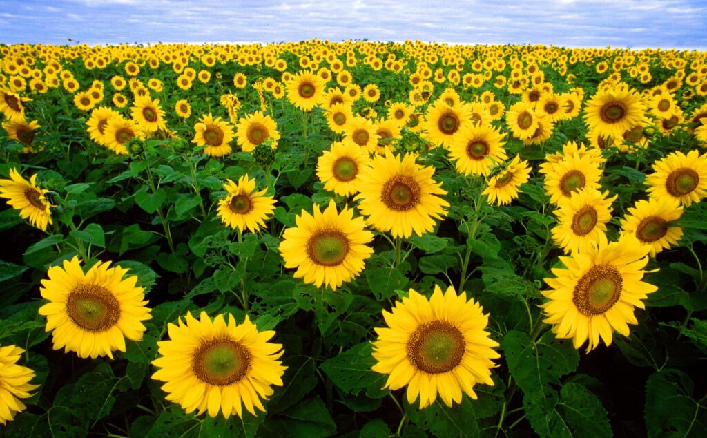 Annuus Sunflower