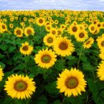 Annuus Sunflower