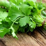 Cilantro