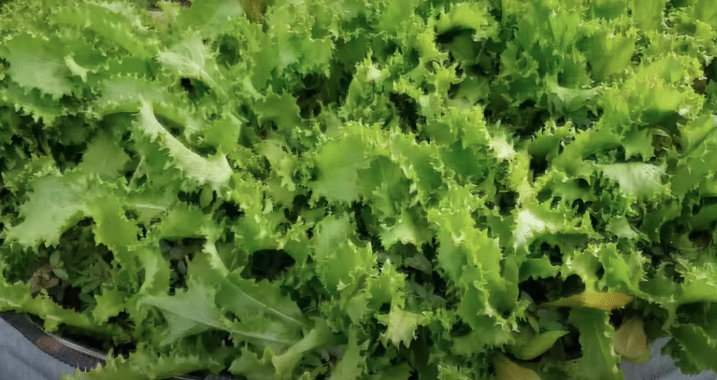 Frisée