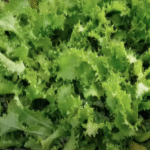 Frisée