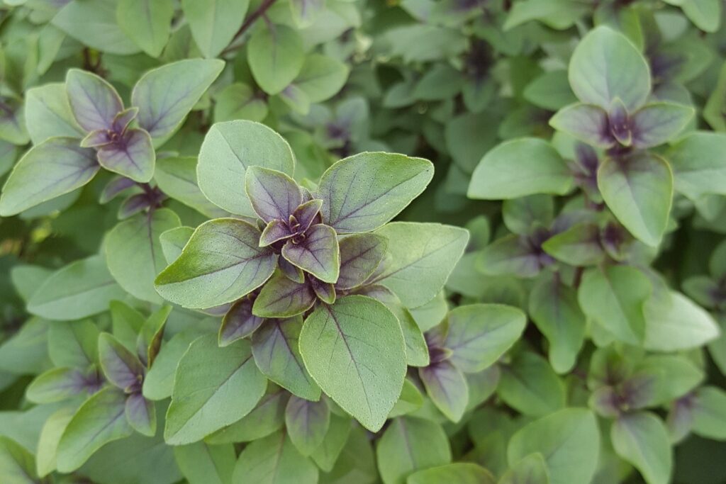 holy basil Heiliges Basilikum tulsi