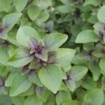 holy basil Heiliges Basilikum tulsi