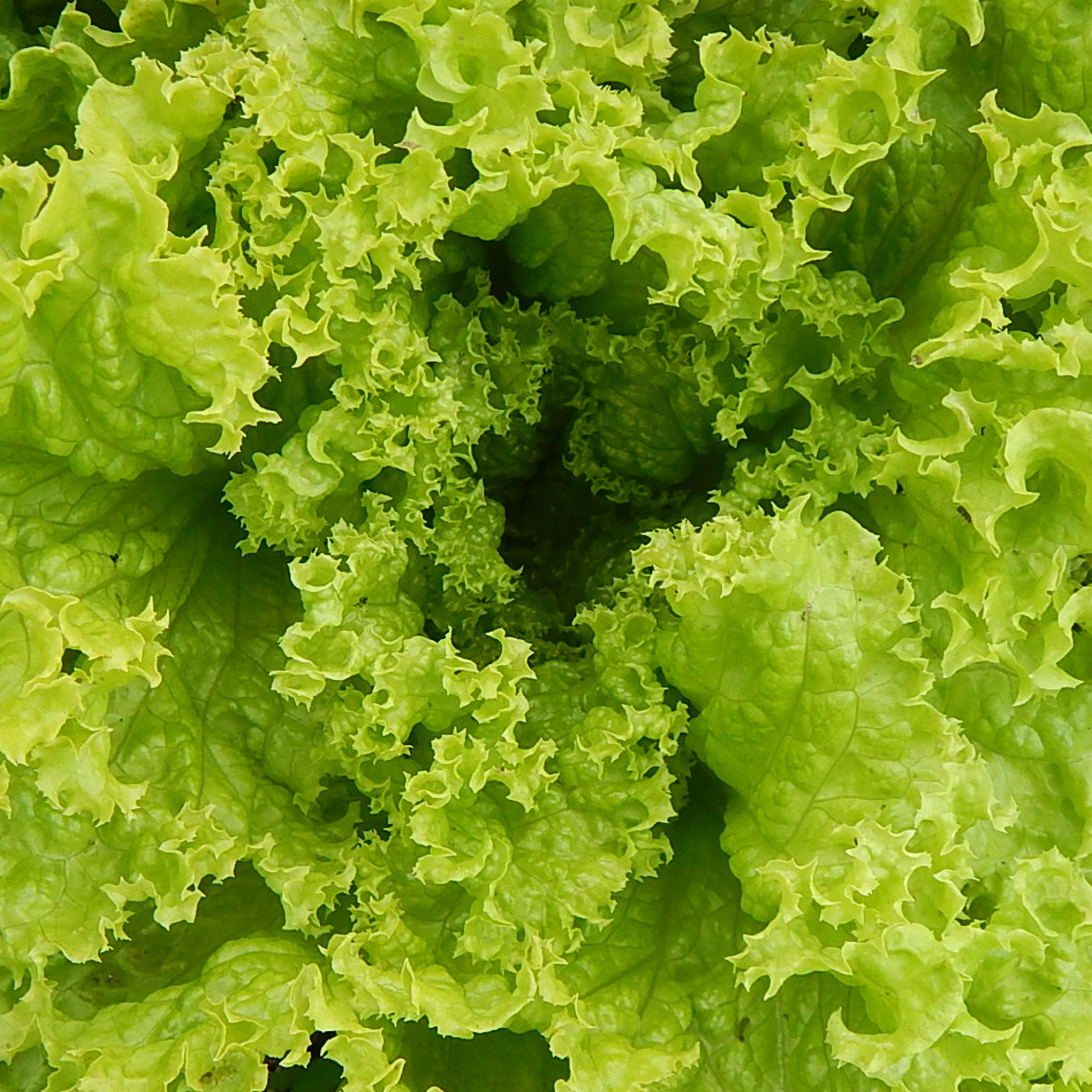 Lollo Bionda