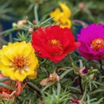 Portulaca