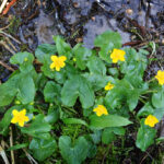 Sumpfdotterblume