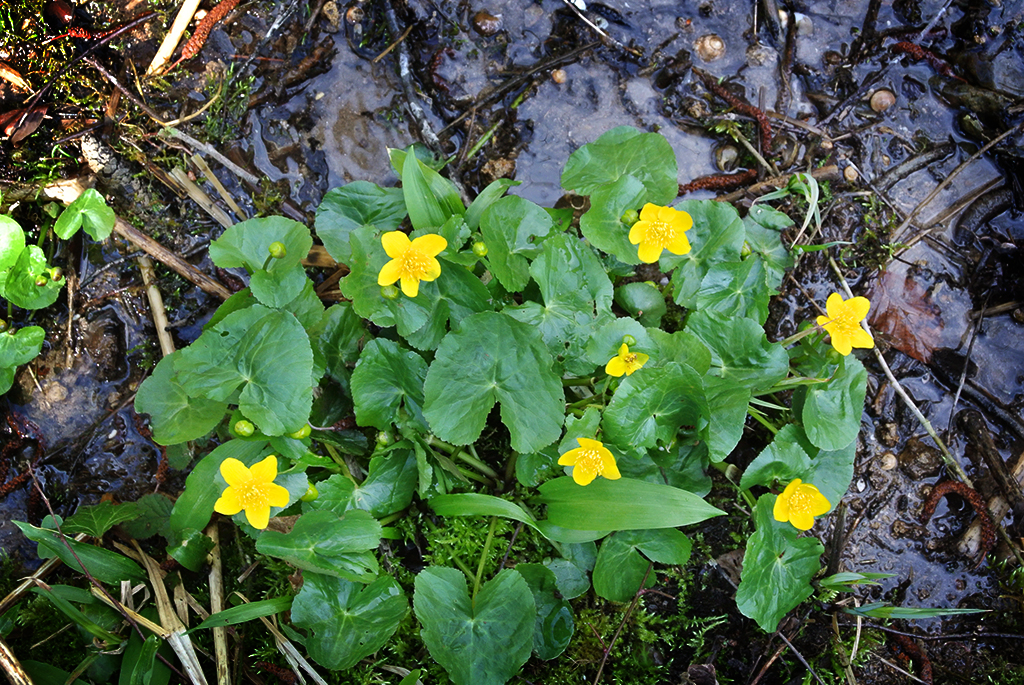 Sumpfdotterblume