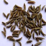 carvi seed carvi samen