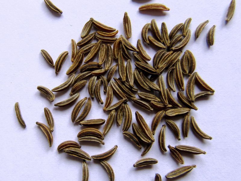 carvi seed carvi samen