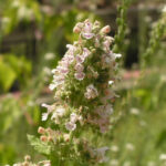 Cataria Nepeta