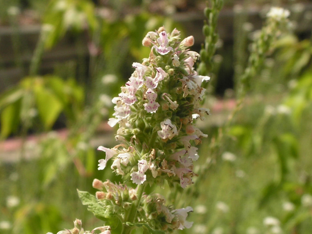 Cataria Nepeta