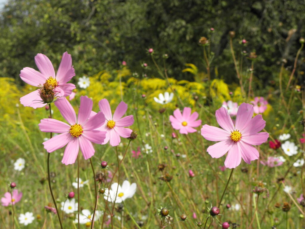 Cosmos bipinnatus
