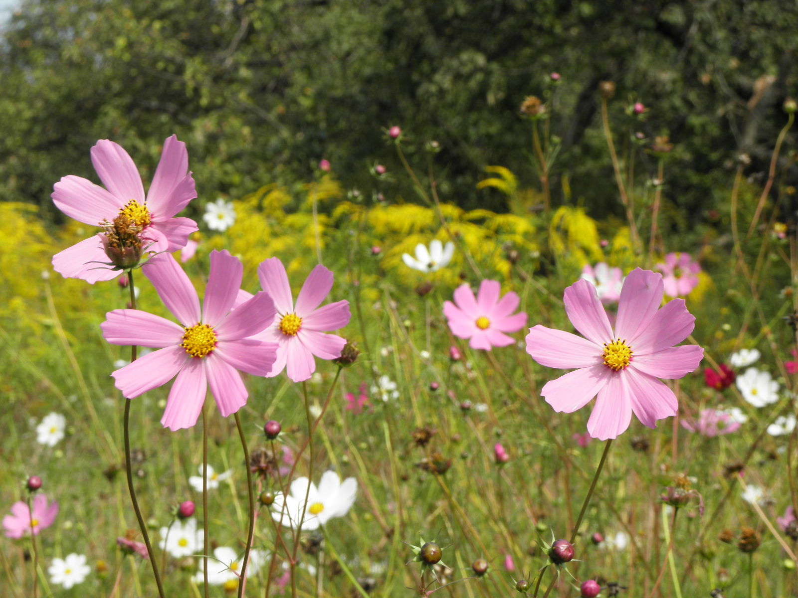 Cosmos bipinnatus