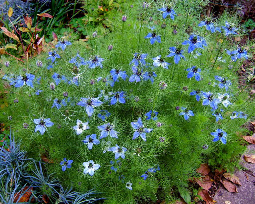 Nigella Nigella