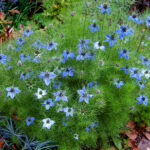 Nigella Nigella
